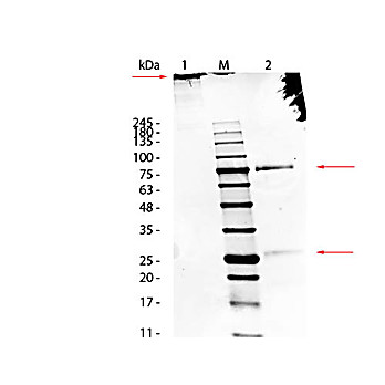 SHEEP IgM whole molecule, 1mg
