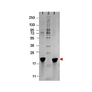 IL-7 Human Recombinant Protein, 10µg