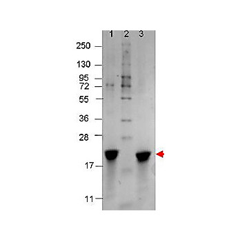 IL-7 Human Recombinant Protein, 10µg