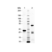 HORSE IgG F(c) fragment, 1mg