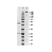 MOUSE IgG2b isotype control, 1mg