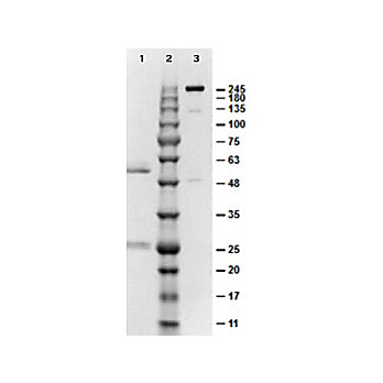 MOUSE IgG2b isotype control, 1mg