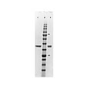 ERK2 human recombinant protein, 10µg