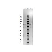 p35 Control Protein, 100µg