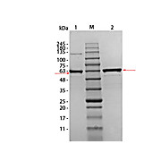 AKT1 mutant (T308A/S473A) Human Recombinant Protein, 10µg