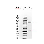 DONKEY IgM whole molecule, 1mg