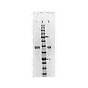 MEK2 human recombinant protein, 10µg
