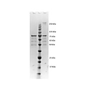 VlsE Control Protein, 100µg
