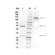 MOUSE IgG1 Lambda (?) isotype control, 1mg