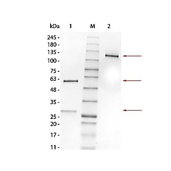 MOUSE IgG1 Lambda (?) isotype control, 1mg
