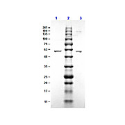 ErpN/OspE Control Protein, 100µg