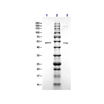 ErpN/OspE Control Protein, 100µg