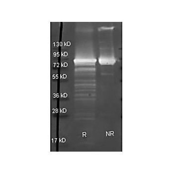 Anti-MALTOSE PHOSPHORYLASE (E.coli) (GOAT) Antibody, 2mL, Lyophilized