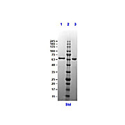 Crasp2 Control Protein, 100µg