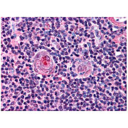 Anti-NF-Y (B subunit) (RABBIT) Antibody, 100µL, Liquid (sterile filtered)