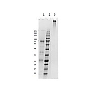 HORSE IgM whole molecule, 1mg