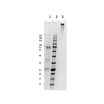 HORSE IgM whole molecule, 1mg