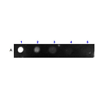 MOUSE IgG2b isotype control Allophycocyanin Conjugated, 1mg,  Liquid (sterile filtered)