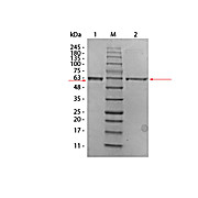 AKT2 (phosphatase treated) Human Recombinant Protein, 10µg