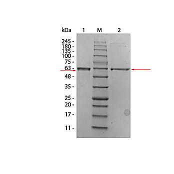 AKT2 (phosphatase treated) Human Recombinant Protein, 10µg