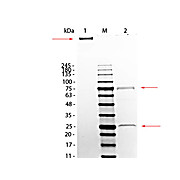 MOUSE IgM whole molecule, 1mg