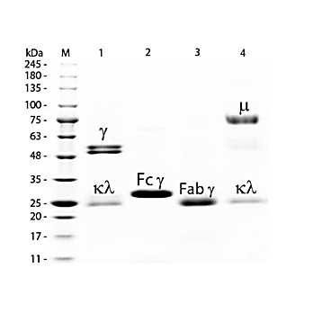 RAT IgG F(c) fragment Fluorescein conjugated, 1mg