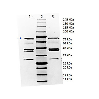 OspA Control Protein, 100µg