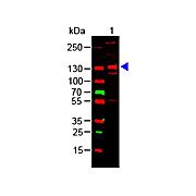 Human COLLAGEN Type III, 500µg