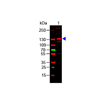 Human COLLAGEN Type III, 500µg