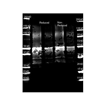 Anti-PROTEIN A (GOAT) Antibody, 2mL, Lyophilized