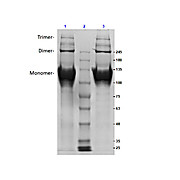 Bovine COLLAGEN Type II (NASAL CARTILAGE), 500µg
