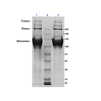Bovine COLLAGEN Type II (NASAL CARTILAGE), 500µg