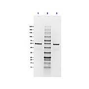 DbpA Control Protein, 100µg