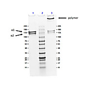 Bovine COLLAGEN Type V, 500µg