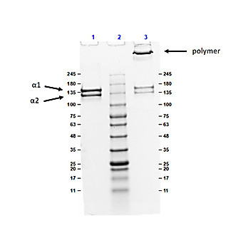 Bovine COLLAGEN Type V, 500µg