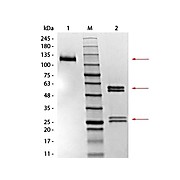 MOUSE IgG1 isotype control, 1mg