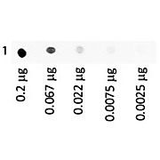HUMAN IgA whole molecule Fluorescein conjugated, 1mg