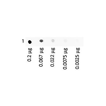 HUMAN IgA whole molecule Fluorescein conjugated, 1mg