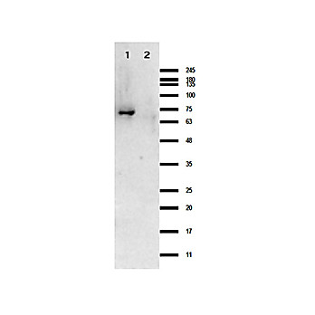 Crasp-1 Control Protein, 100µg