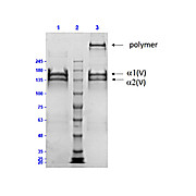 Human COLLAGEN Type V, 500µg