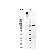 DOG IgM whole molecule, 1mg