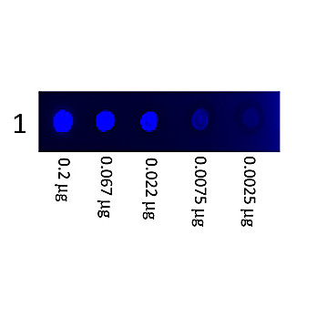 MOUSE IgG3 isotype control Fluorescein conjugated, 100µg