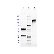 MOUSE IgG3 Lambda (?) isotype control, 1mg