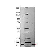 MIP-3ß Human Recombinant Protein, 20µg