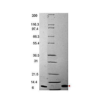 MIP-3ß Human Recombinant Protein, 20µg