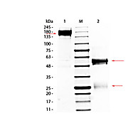 RABBIT IgG whole molecule, 10mg