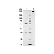 CAT IgG whole molecule, 2mg