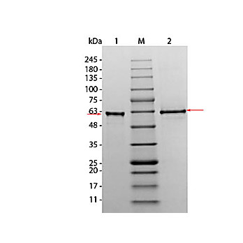 AKT3 (phosphatase treated) Human recombinant Protein, 10µg