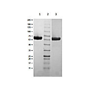 OspC Control Protein, 100µg