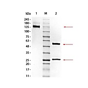 MOUSE IgG2a Kappa (?) isotype control, 1mg
